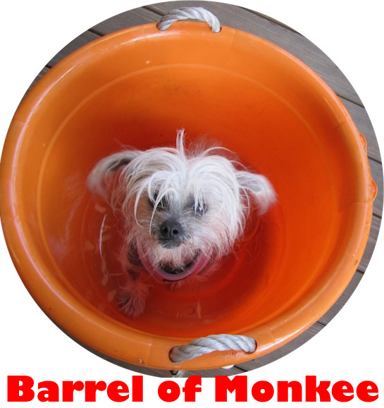 barrel of monkee