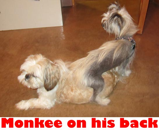 monkee on his back