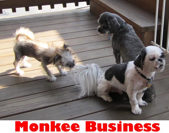 monkee business